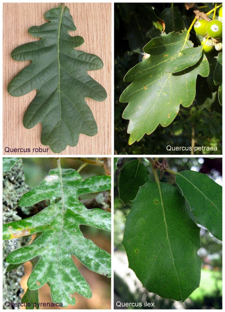 Дуб грузинский (Quercus Iberica Stev)