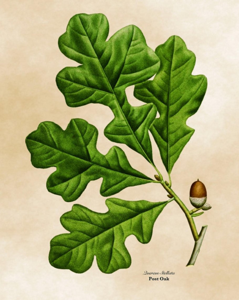 Quercus chrysolepis