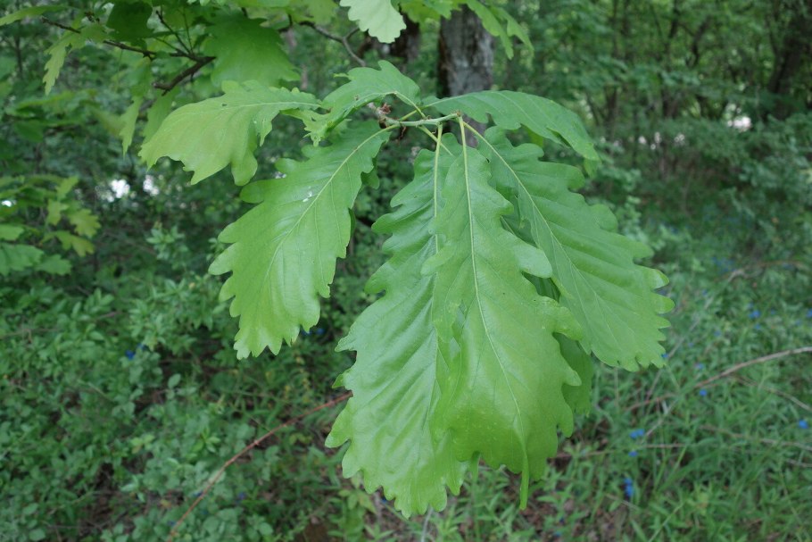 Дуб черешчатый (Quercus Robur)