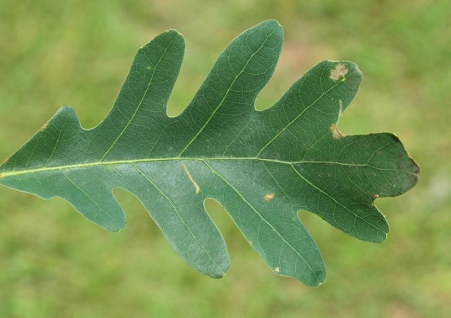Дуб скальный (Quercus petraea)
