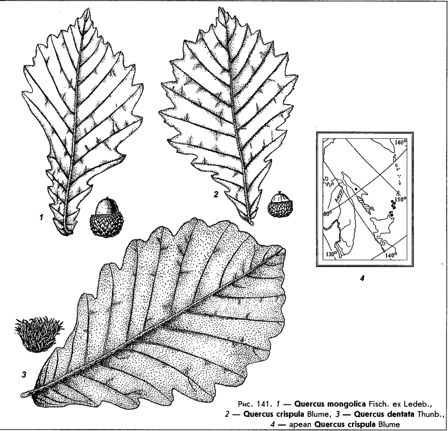 Дуб черешчатый (Quercus Robur)