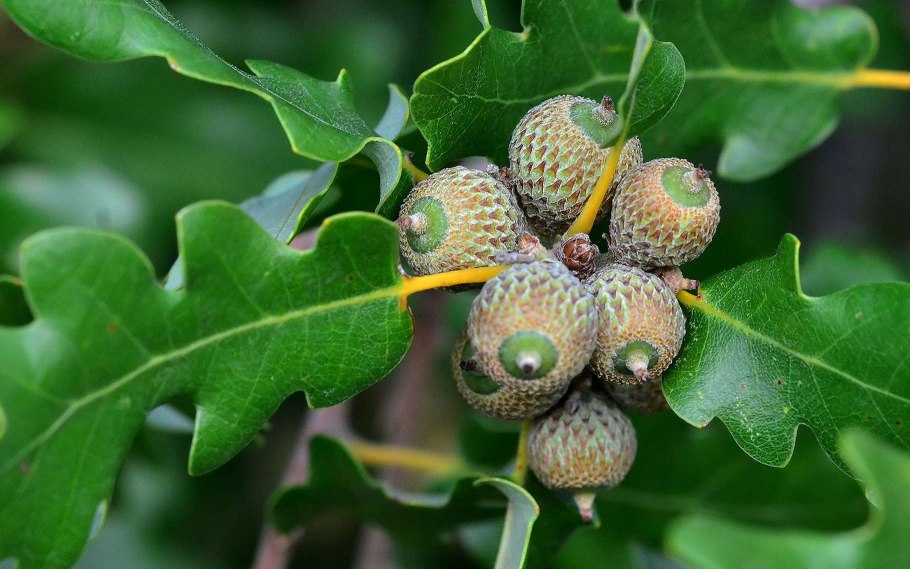 Quercus petraea 'purpurea'