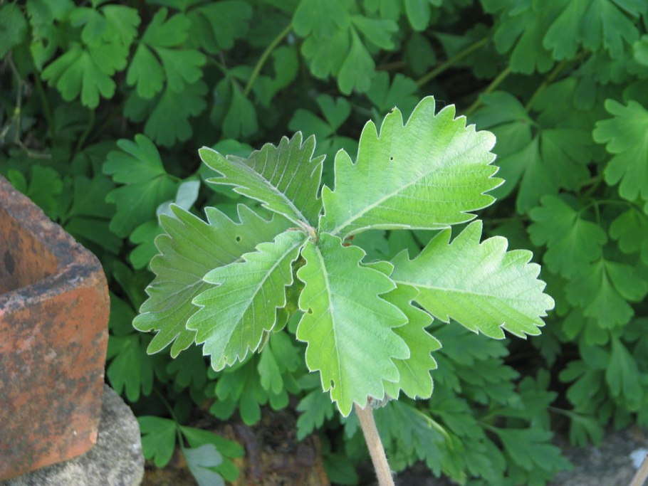 Quercus petraea ареал