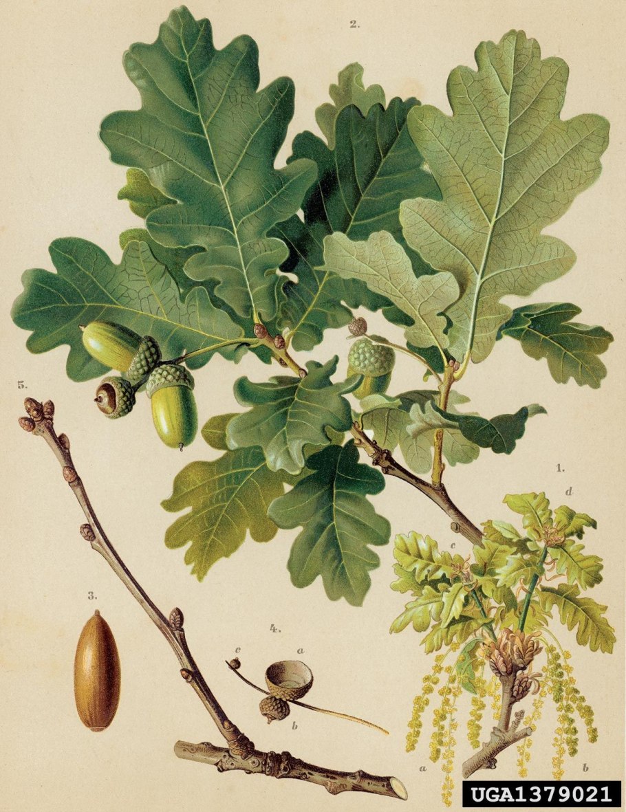 Дуб крупноплодный Quercus macrocarpa