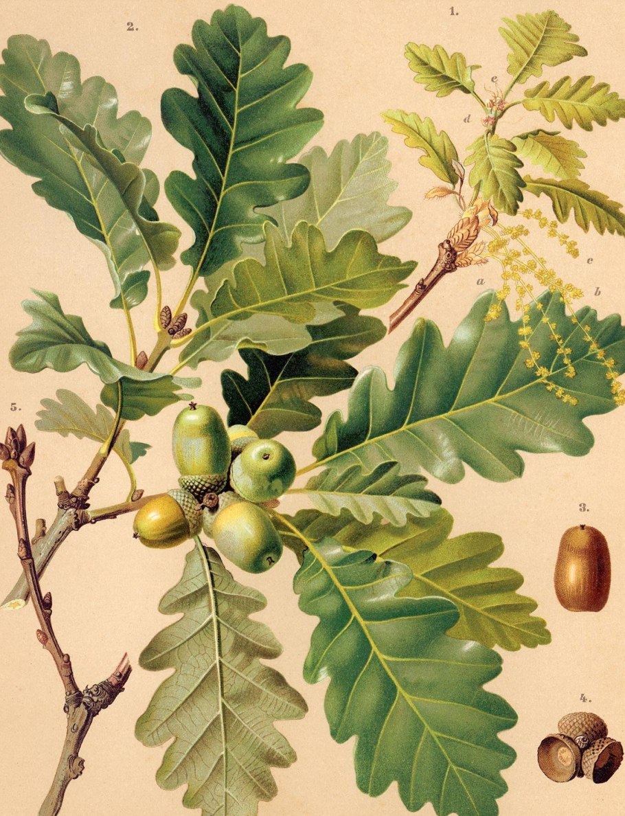 Дуб скальный (Quercus petraea)
