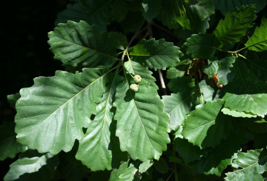 Дуб кустарниковый (Quercus coccifera)