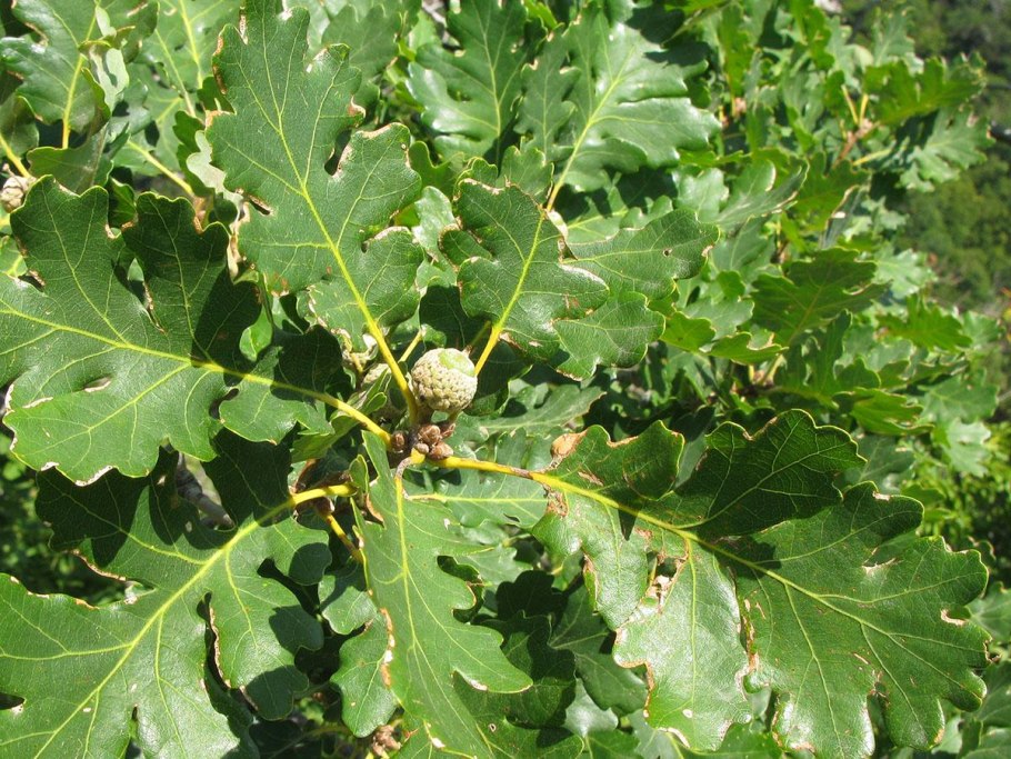 Дуб скальный (q. petraea).