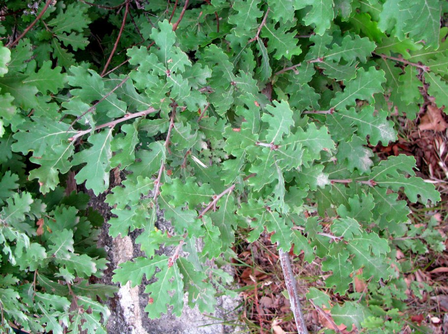 Дуб черешчатый (Quercus Robur)