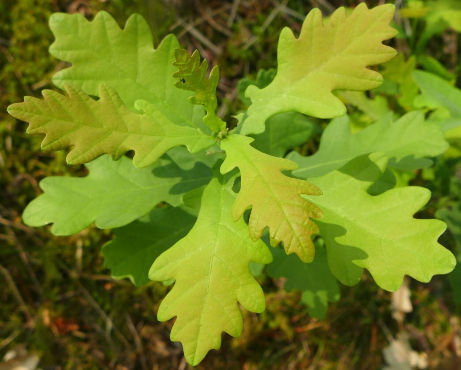 Quercus stellata