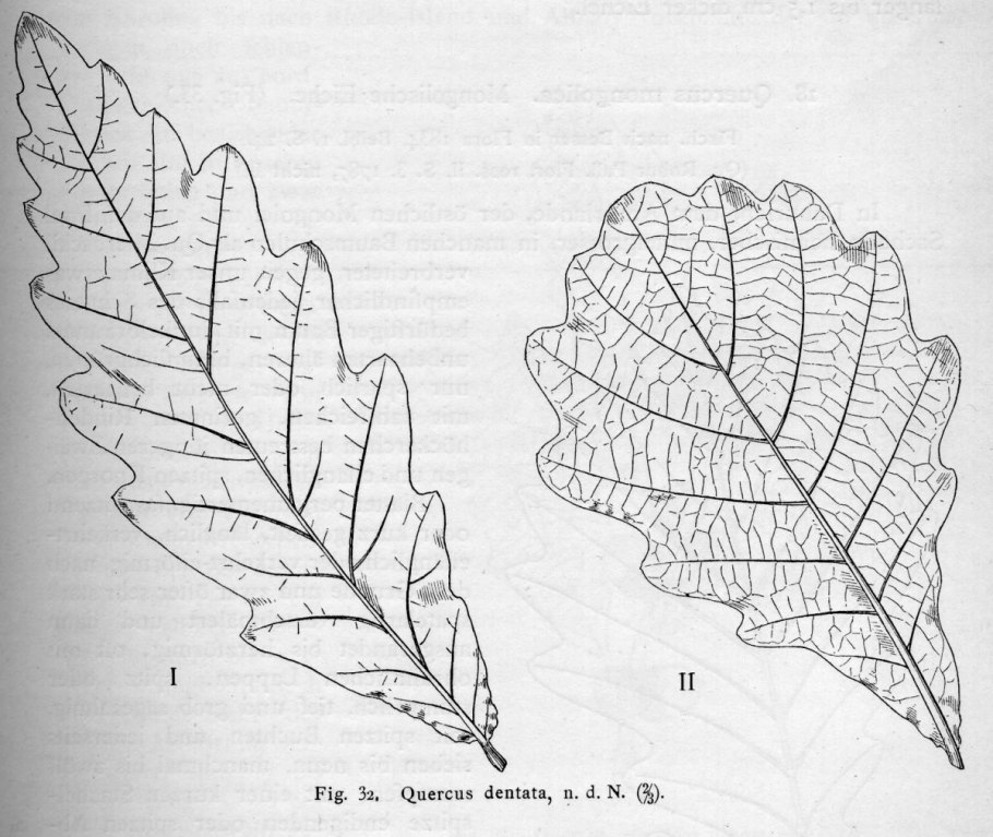 Дуб скальный Quercus petraea 10л