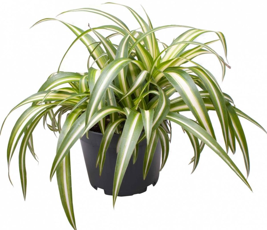 Хлорофитум хохлатый Chlorophytum comosum