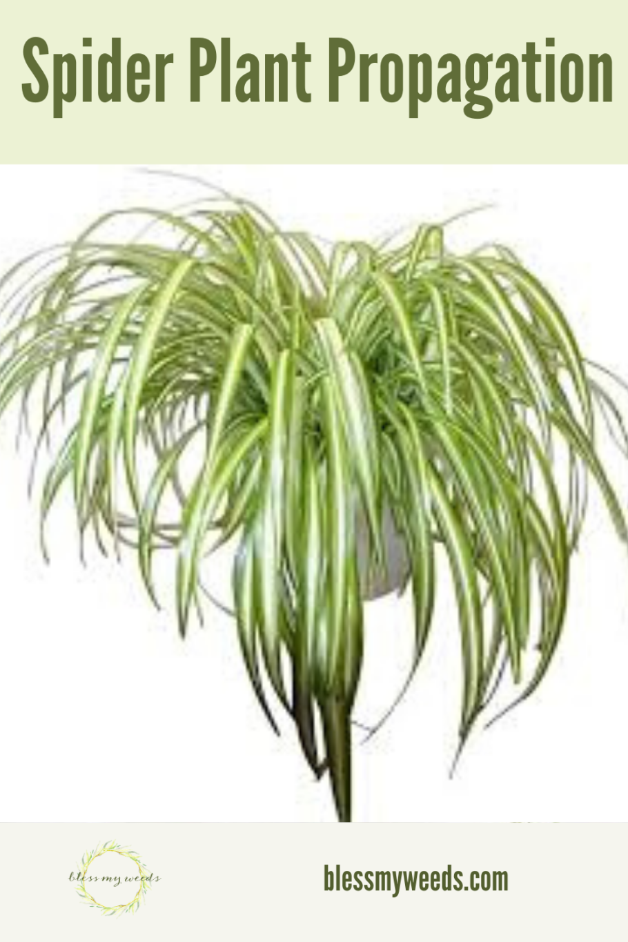 Хлорофитум comosum vittatum 12cm