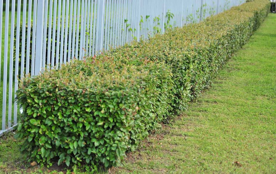 Засухоустойчивые быстрорастущие вечнозеленые кустарники