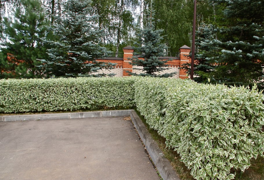 Бересклет крылатый