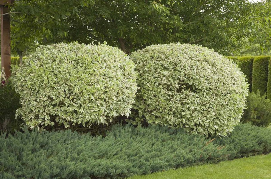 Дерен краснолистный