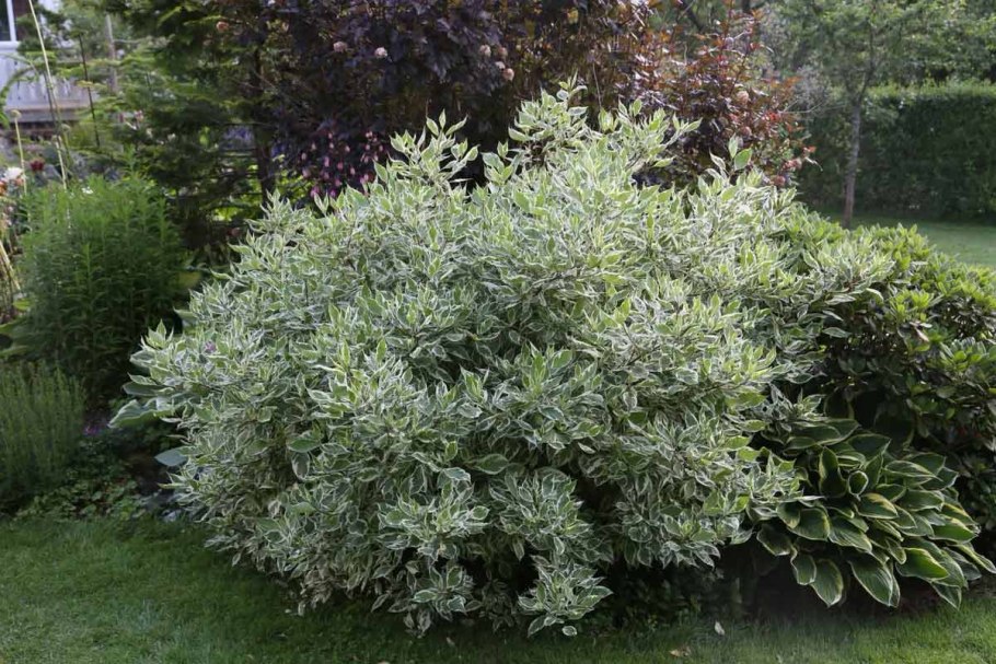 Кизильник и туи в изгороди