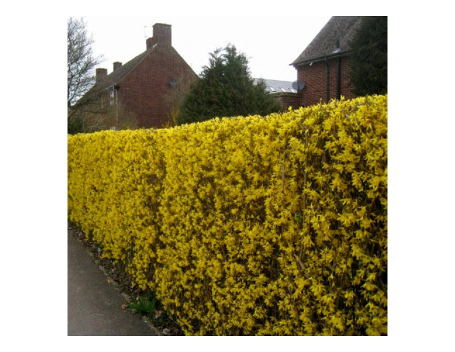 Живая изгородь из бузины черной в парке