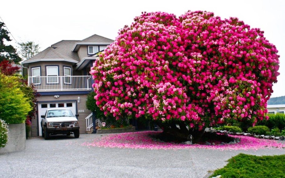 Цеанотус краснокоренник