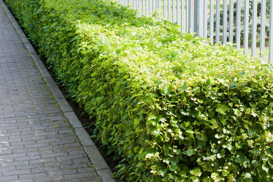 Пузыреплодник Ауреа