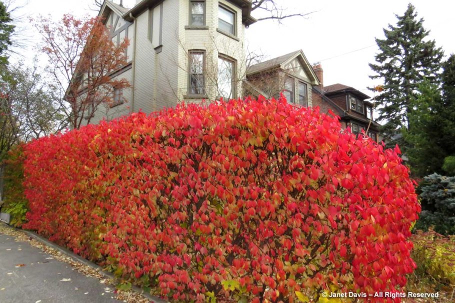 Куст кизильник Живая изгородь