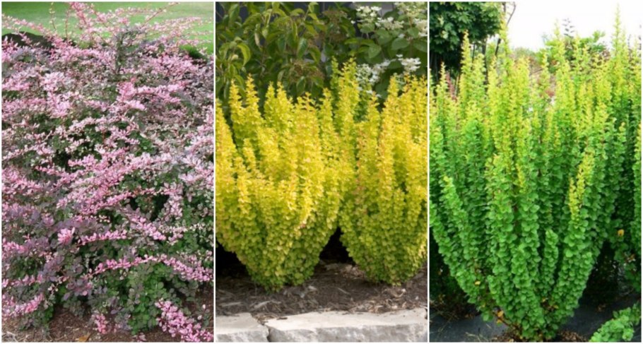 Кизильник блестящий