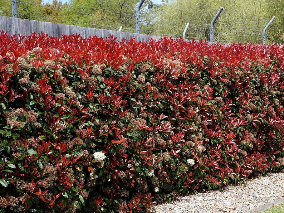 Дерен Ауреа Элегантиссима