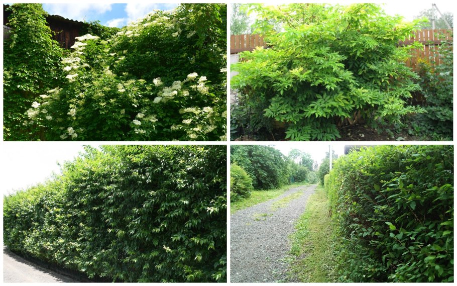 Лиана многолетняя кампсис