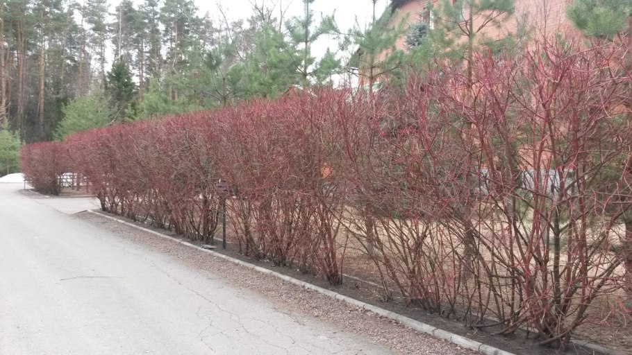 Клен Гиннала изгородь