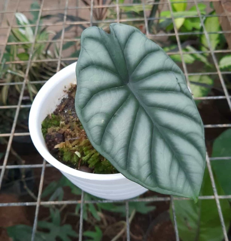 Алоказия Suhirmaniana