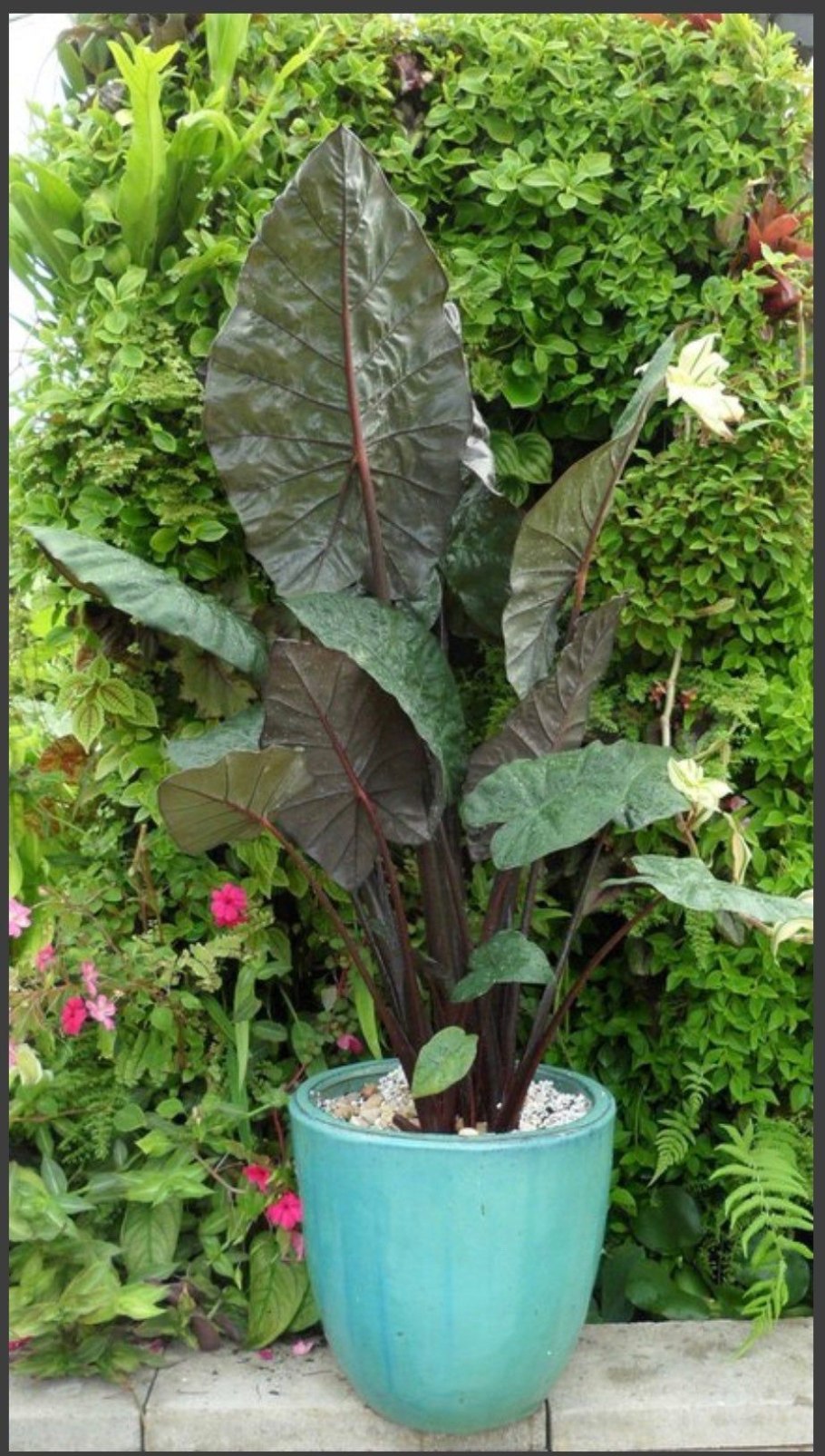 Алоказия lauterbachiana deco