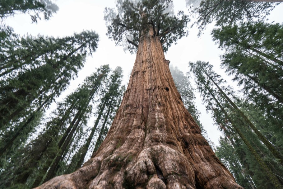 Секвойя дерево Гиперион