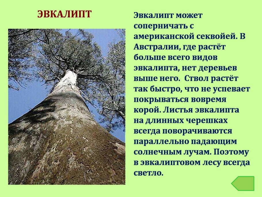 Ель и сосна для детей