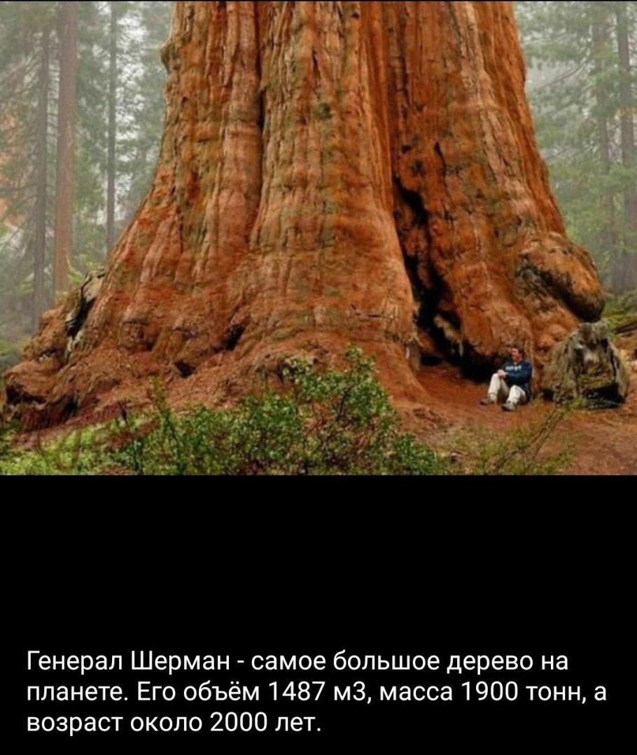 Эвкалипт где растет