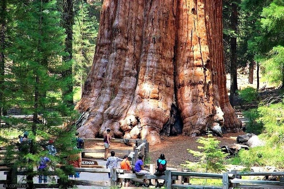 Секвойя вечнозелёная Sequoia sempervirens