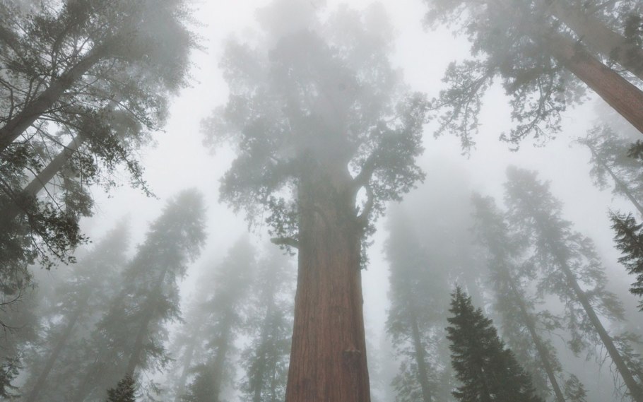 Туннель в дереве. Национальный парк Секвойя, США