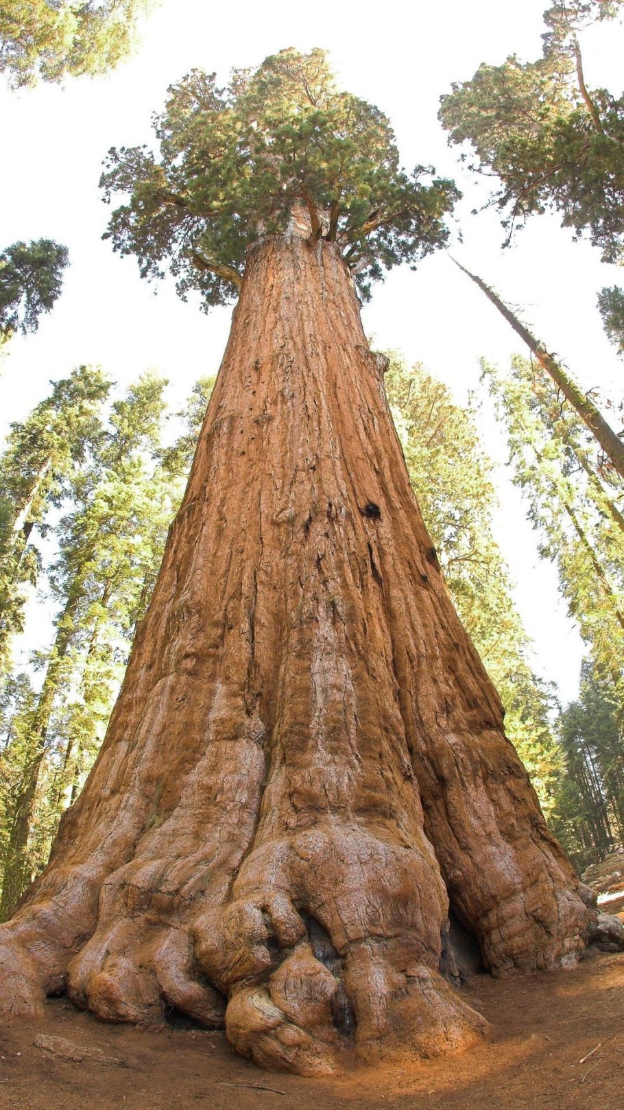 Дерево президент