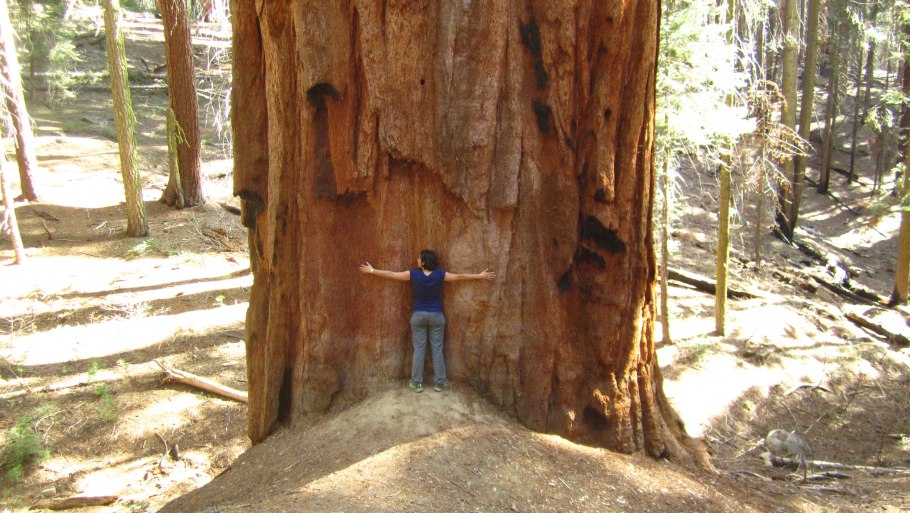 Секвойя дерево Гиперион
