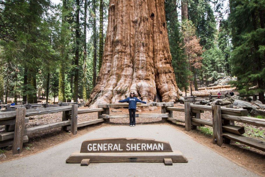 Секвойя дерево древесина