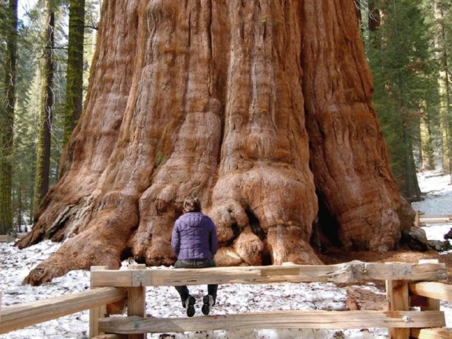 Арбол де Тул Мексика