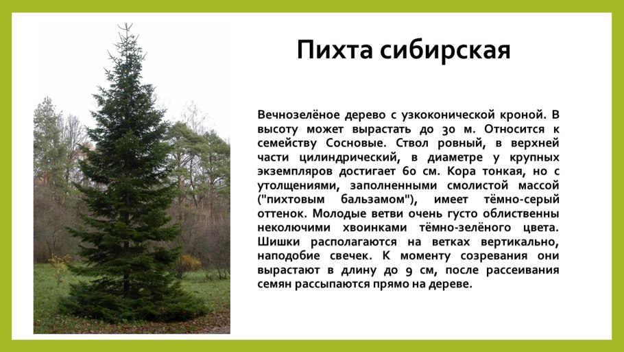 Пихта Сибирская узкоконическая