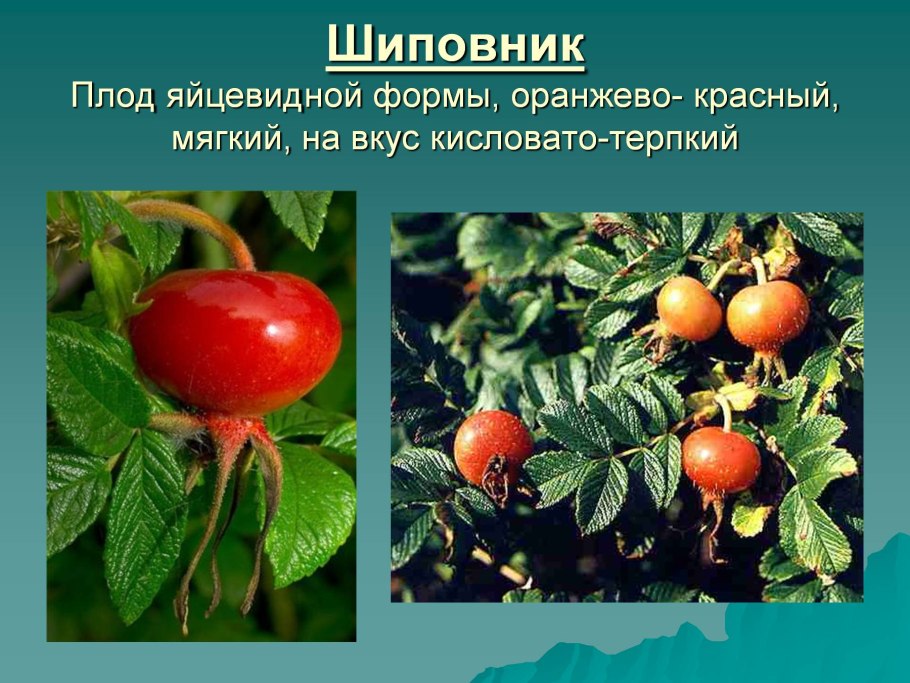 Шиповник плоды