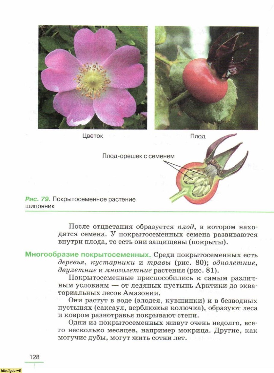 Шиповник покрытосеменное растение