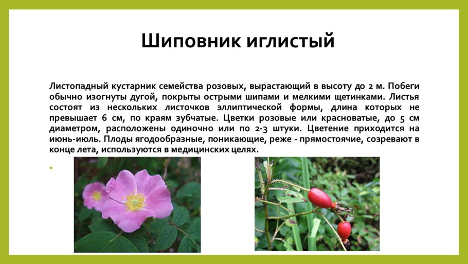 Шиповник иглистый описание