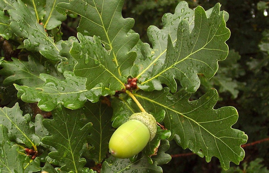 Дуб пушистый Quercus pubescens