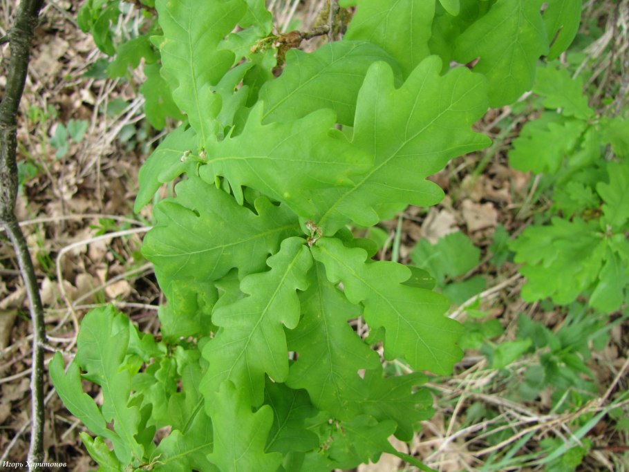 Дуб черешчатый лист