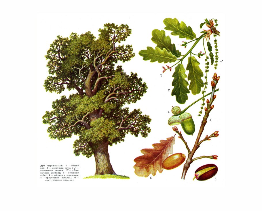 Дуб черешчатый (Quercus Robur)