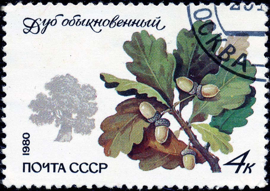 Желудь орех