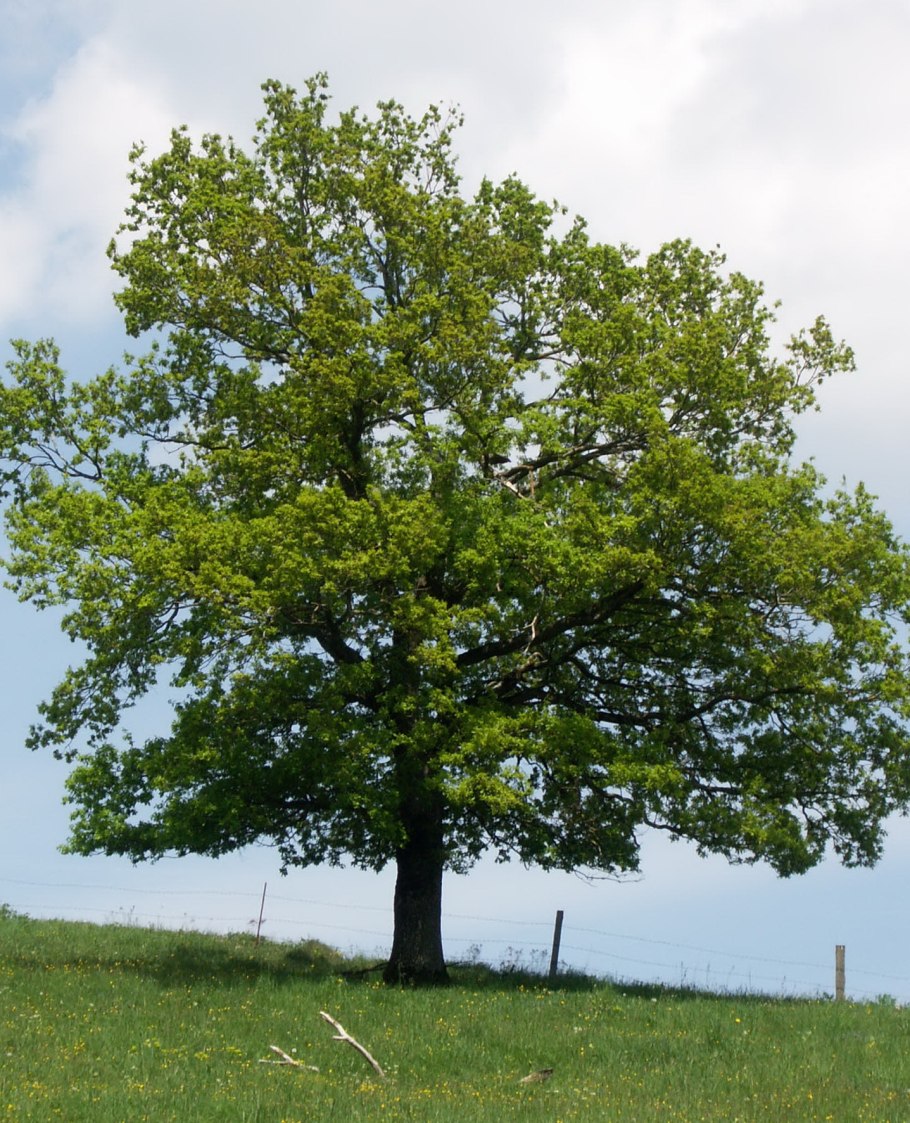 Дуб черешчатый плод