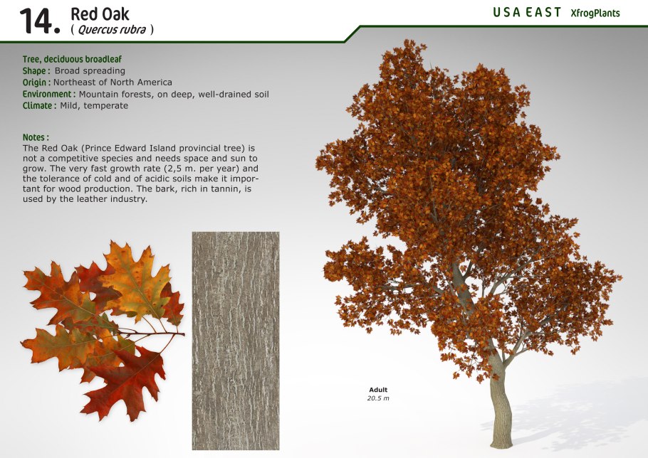 Дуб скальный (Quercus petraea Matt. Leabl.)