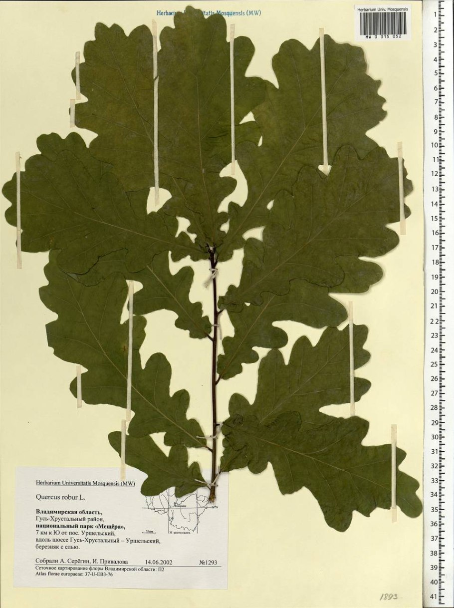 Дуб каштанолистный ареал